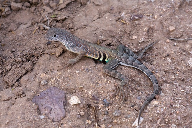 Greater Earless Lizard
