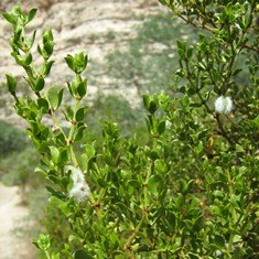 Creosote bush