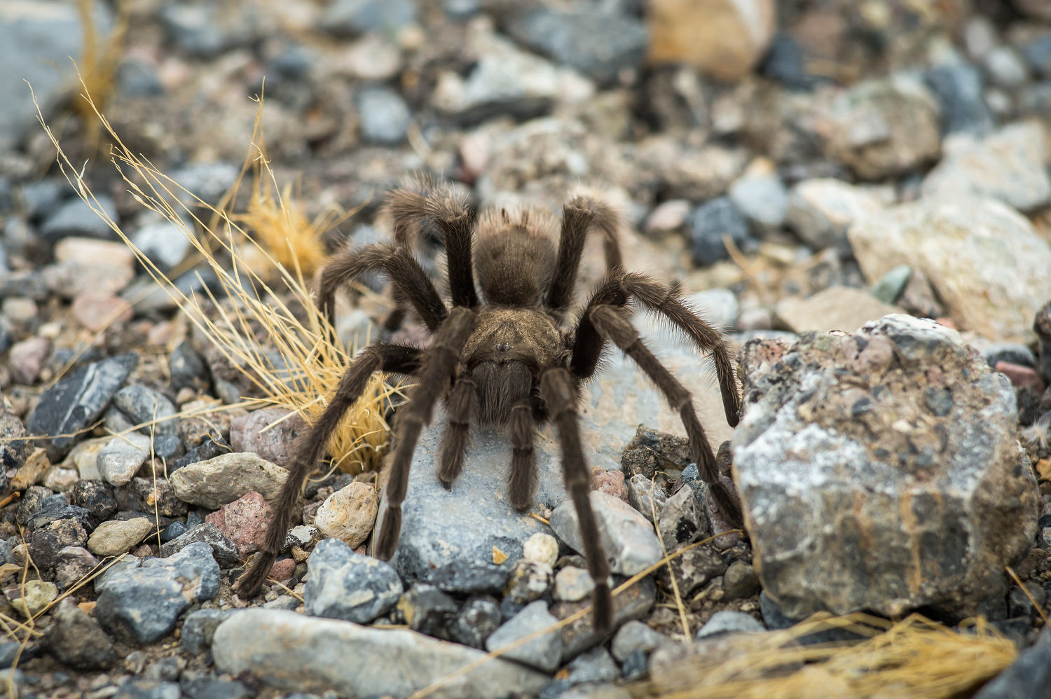 Invertebrates - Montezuma Castle National Monument (U.S. National
