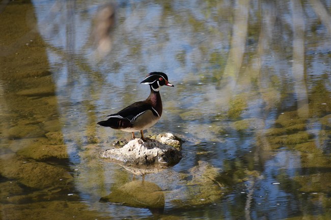 A small, colorful duck with a long crest standing on a rock in a shallow creek. The duck is dark on top, light on bottom, and has a green head with small, white patches and yellow and red bill.