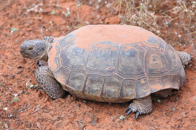 Desert Tortoise