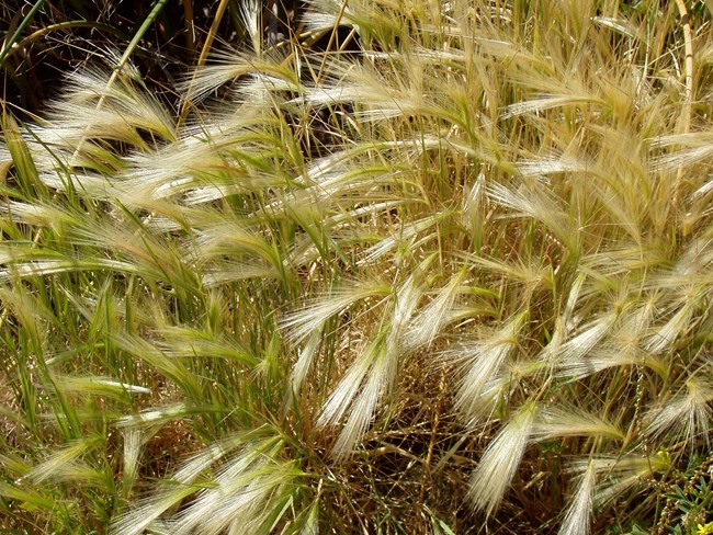 Grasses