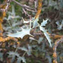 Mahonia leaves look like holly