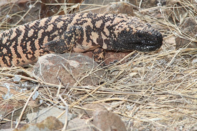 Gila Monster