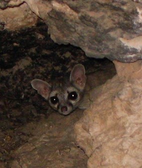 Ringtail at Montezuma Castle