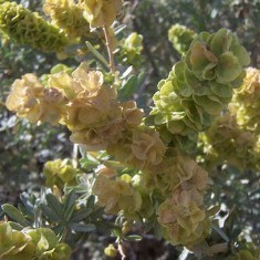 Saltbush flowers