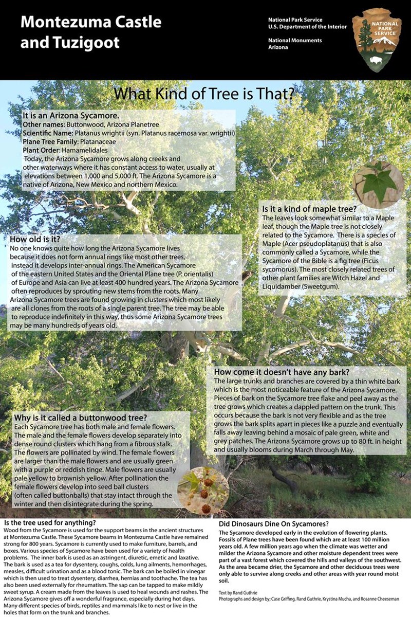 Arizona Sycamore Montezuma Castle National Monument (U.S. National