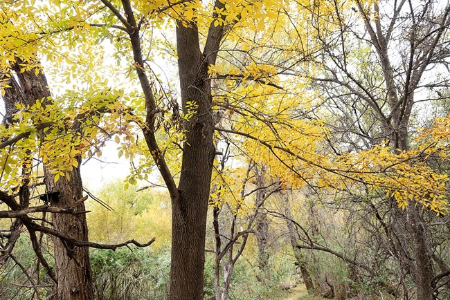 A picture of a Velvet Ash Tree in the fall.