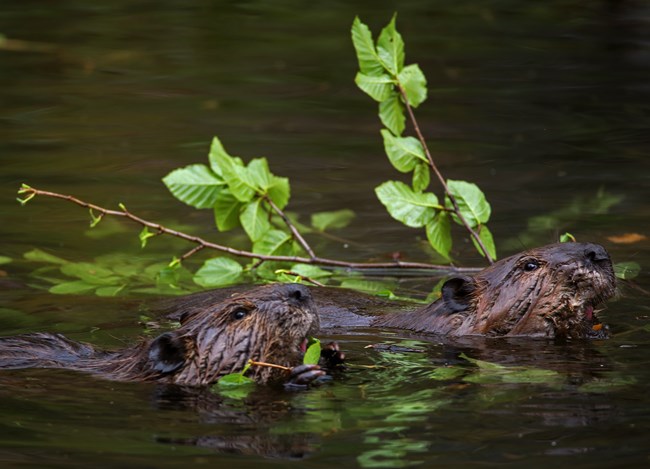 two beavers swim side by side while carrying a branch in their mouths