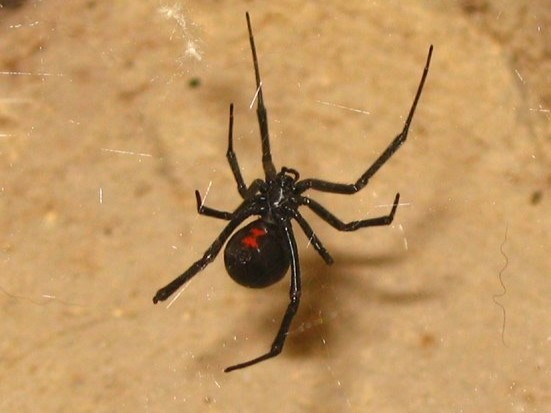 a black spider with a bright red hourglass on the underside of its abdomen
