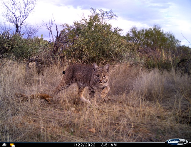 trail camera image of a bobcat walking through a grassy area