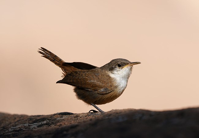 a tiny orange-brown bird with a white throat, yellowish bill, and upturned tail