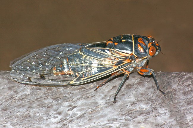 a dark-colored cicada with a few orange markings and bright orange eyes