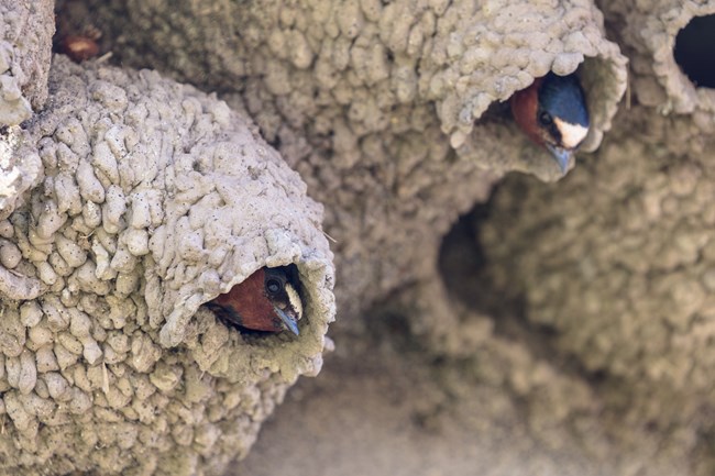 two dark-colored birds with short bills, a tan patch on their foreheads, and rust-colored throats poke their heads out of holes in lumpy, tan mud nests on a cliff face