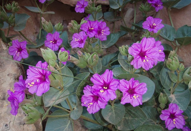 a plant with green leaves and large, bright pink flowers with five petals and a few yellow dots in the center