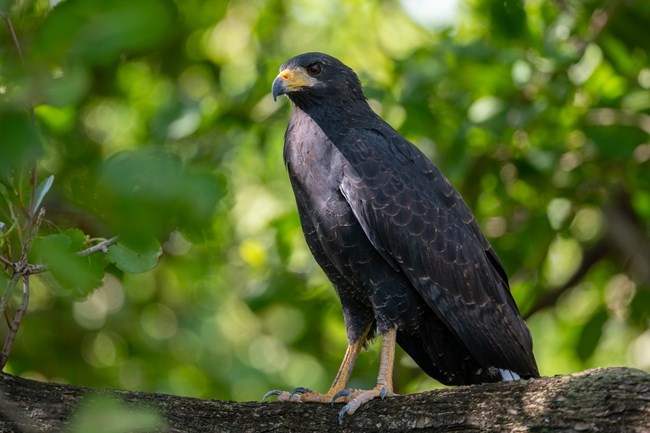 A large, black hawk in a tree with a yellow and black bill and yellow legs