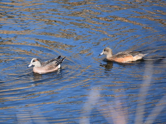 Two ducks swimming. The duck on the left has iridescent streaks through its eyes, a gray head, and a black tipped bill. The duck on the right is mostly brown and has a black tipped bill.