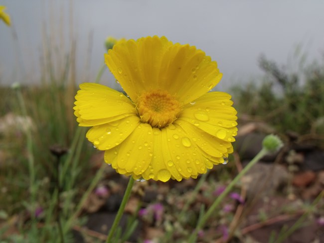 a yellow, daisy-like flower with many narrow petals and a yellow center