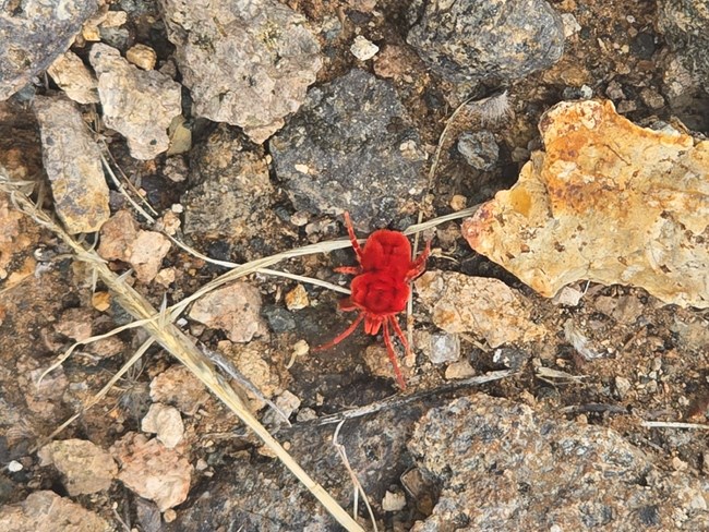 A large, bright red mite covered in short, fuzzy hair on the ground
