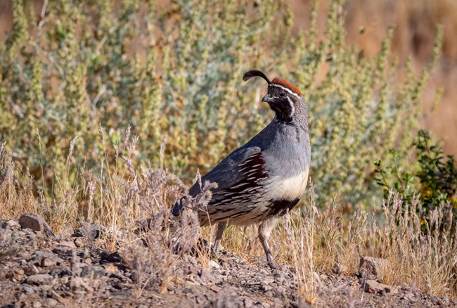 A gray and brown quail with a black face among some bushes.