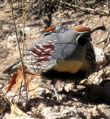 Gambel's Quail