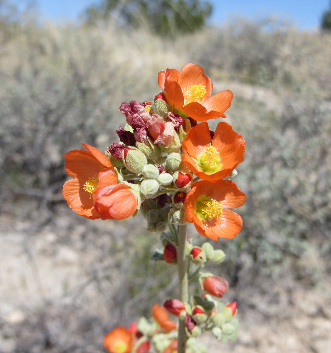 Wildflowers - Montezuma Castle National Monument (U.S. National