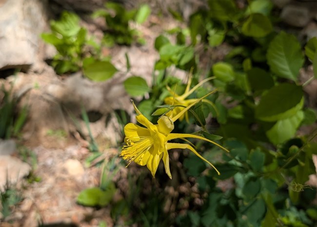a plant with two drooping, yellow flowers with five petals and long spindles sticking out of the back