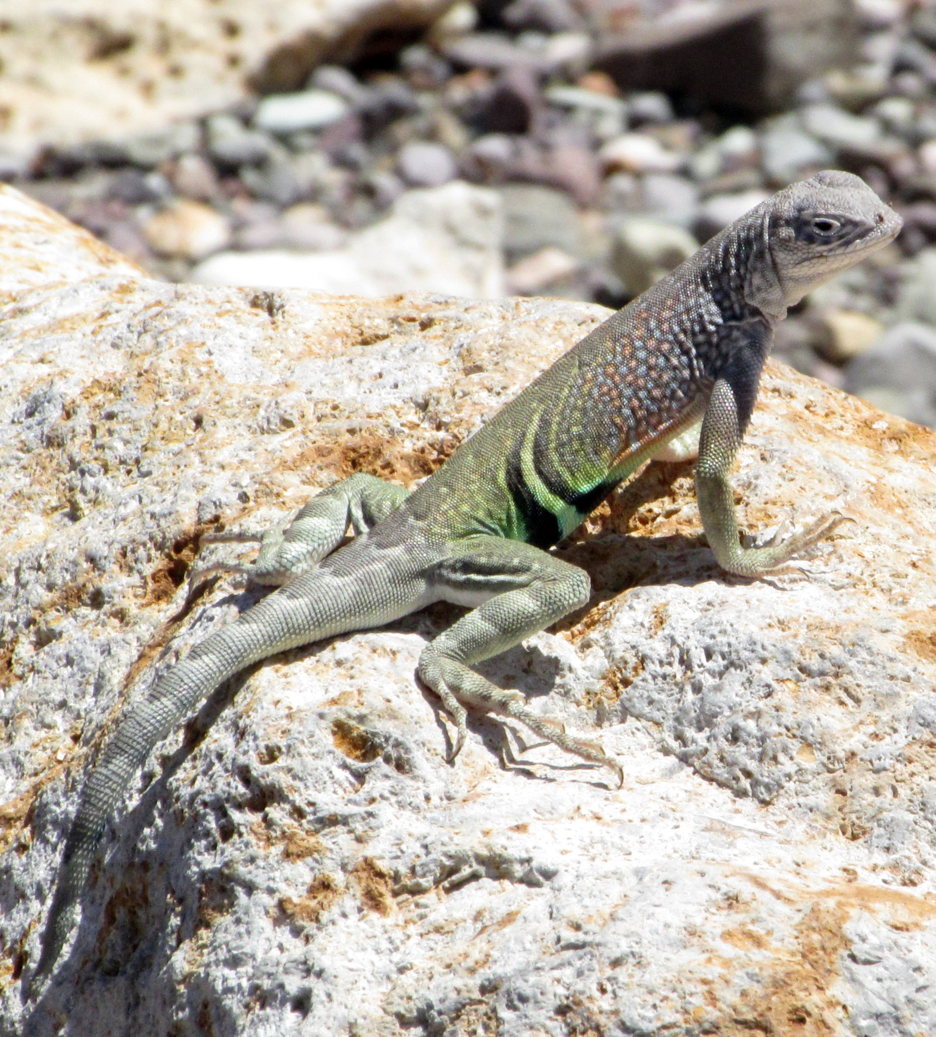 Lizards - Montezuma Castle National Monument (U.S. National Park