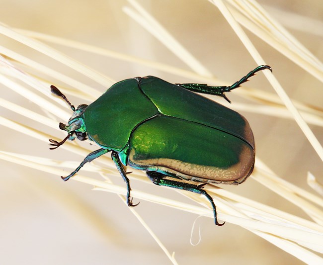 A large metallic green beetle on a blade of grass. The outer edges of its wings are tan.