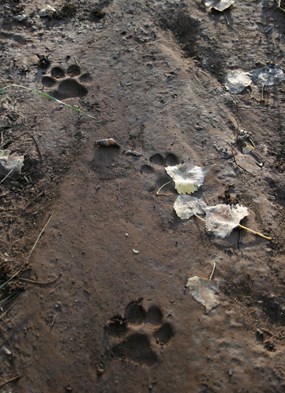 Mountain lion (puma) tracks at Montezuma Well.