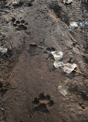 Mountain lion (puma) tracks at Montezuma Well. Mountain lion (puma) tracks at Montezuma Well.