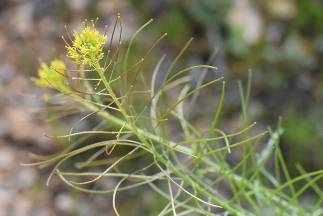 a plant with a long stem topped by a cluster of small yellow flowers with many long, skinny brown and green stems sticking out along the stem below it