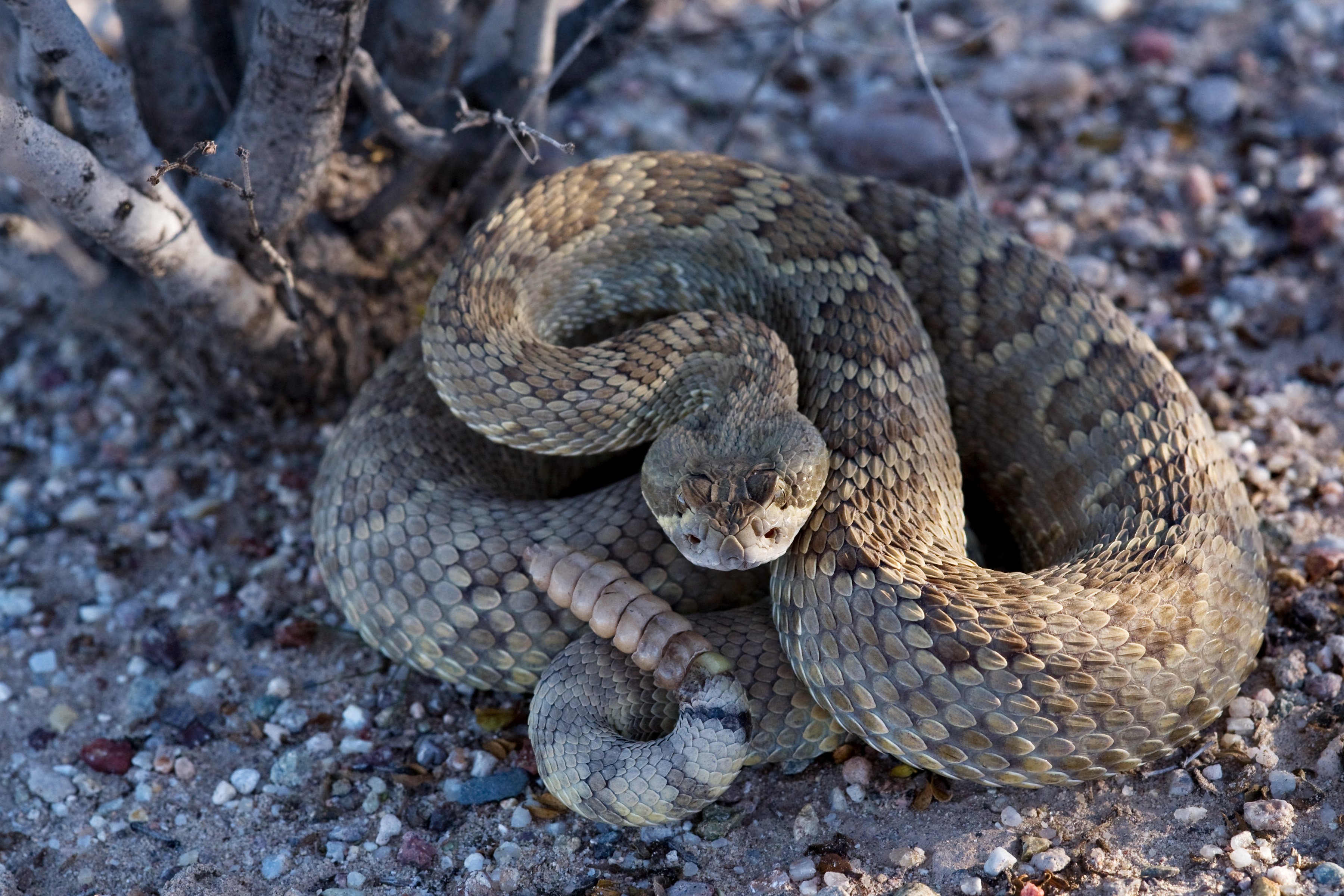 Snakes - Tuzigoot National Monument (U.S. National Park Service)