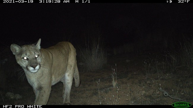 trail camera image of a mountain lion at night