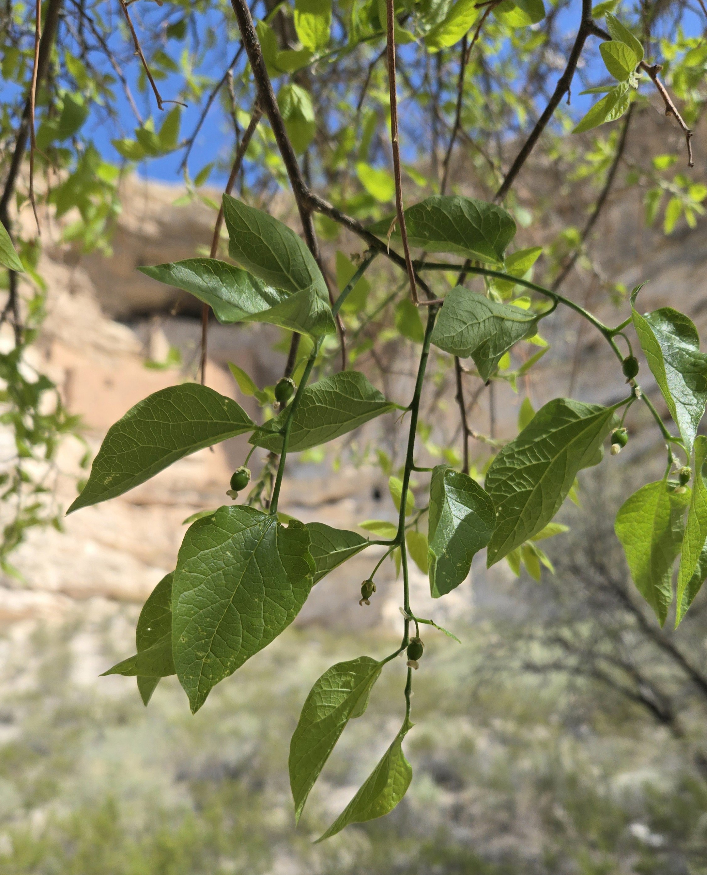 Trees and Shrubs - Montezuma Castle National Monument (U.S.
