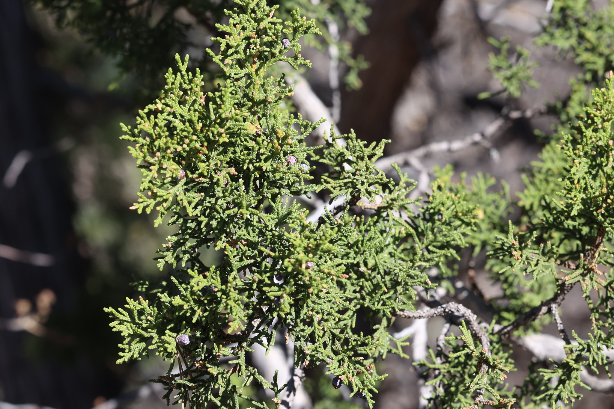 Trees and Shrubs - Montezuma Castle National Monument (U.S.
