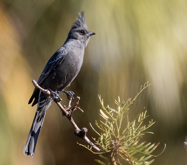 a dark gray bird with a tall crest and red eyes perched on a branch
