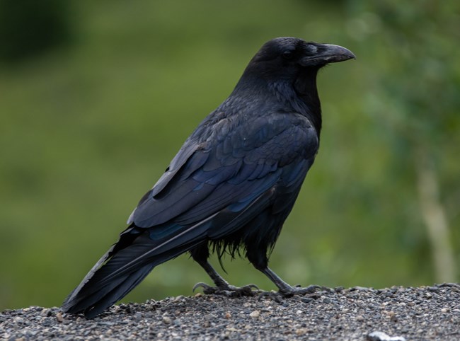 a large black bird with a large bill