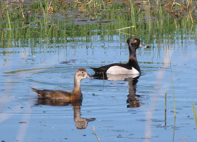 Two ducks swimming. The duck on the left is mostly brown with a light eye ring and a black tipped bill. The duck on the right is black and white with a black head and neck and yellow eyes with a black tipped bill.
