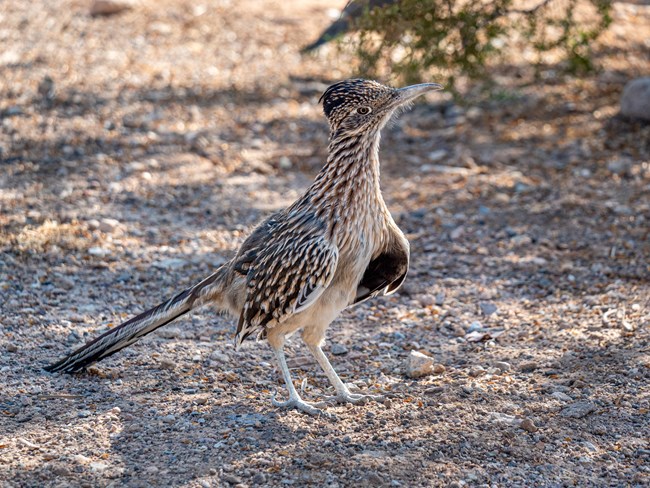 a large bird with a streaky, brown pattern, a crest, and a long tail standing on the ground