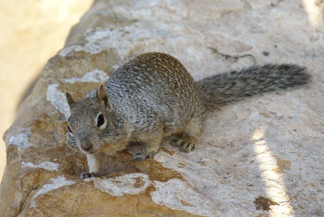 a large gray and brown squirrel