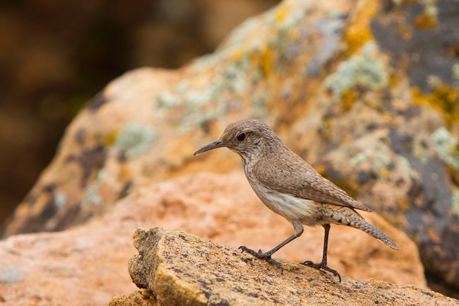 a small brown bird that is lighter underneath with a thin, dark bill