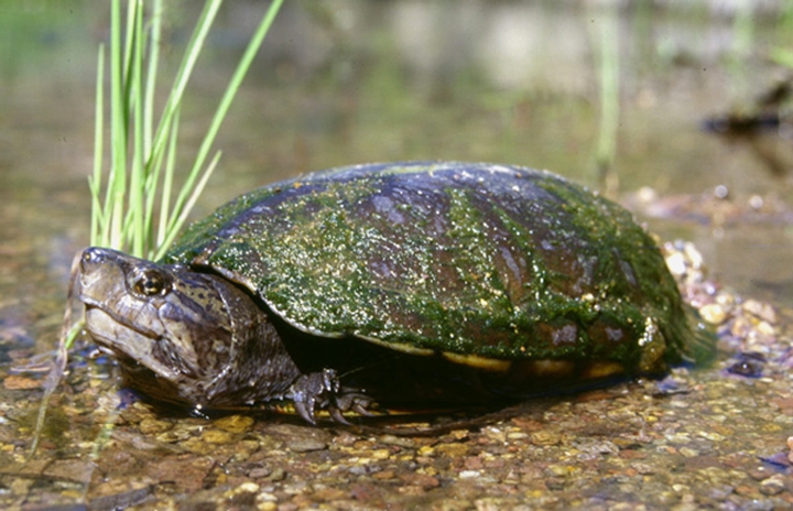 【超美品】Rough & Swell　CHEER HORN OFF TURTLE 超美品】Rough & Swell CHEER HORN OFF TURTLE CHEER HORN OFF TURTLE