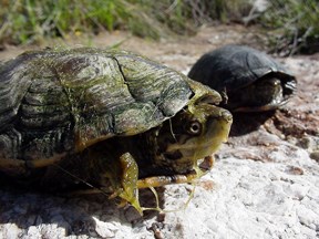 Sonora Mud Turtles Sonora Mud Turtles