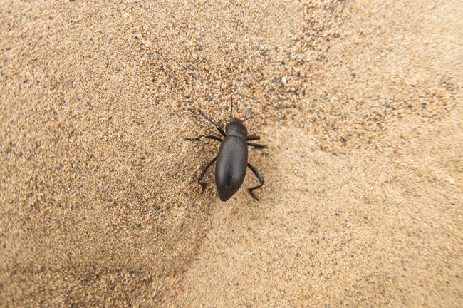 a medium-sized black beetle with long legs