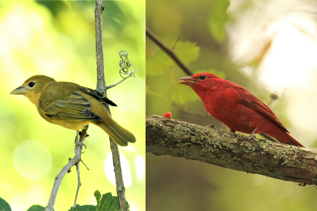 two photos of different birds side by side. the bird on the left is mostly greenish-yellow with darker wings and the bird on the right is bright red
