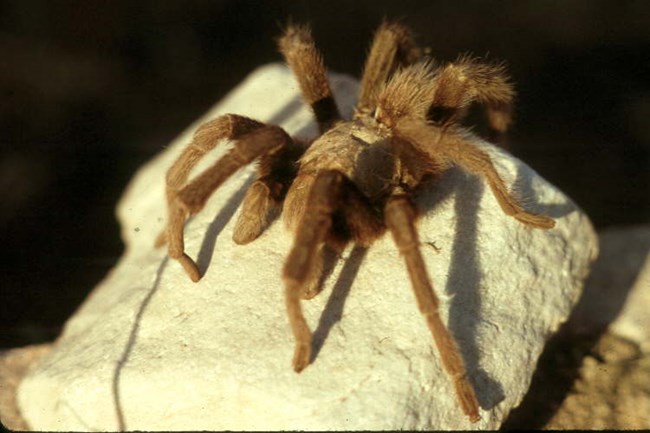 a very large, hairy brown spider perched on a rock