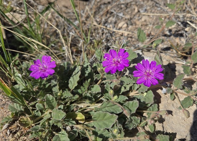 a low-growing plant with green leaves and three bright pinkish purple flowers