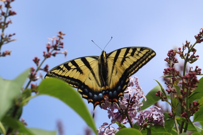 a large yellow butterfly with several black, vertical stripes and blue and orange spots on its hindwings