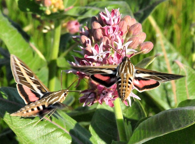 two large, brown moths with white stripes down their wings and pink and black hindwings feeding on a flower